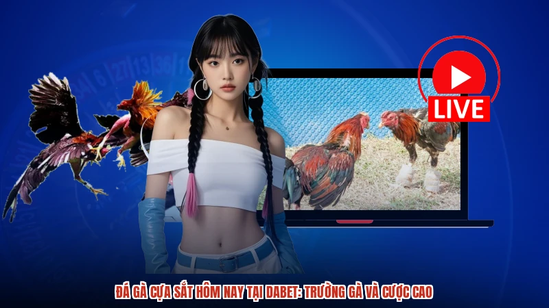 Đá Gà Cựa Sắt Hôm Nay Tại DABET: Trường Gà Và Cược Cao