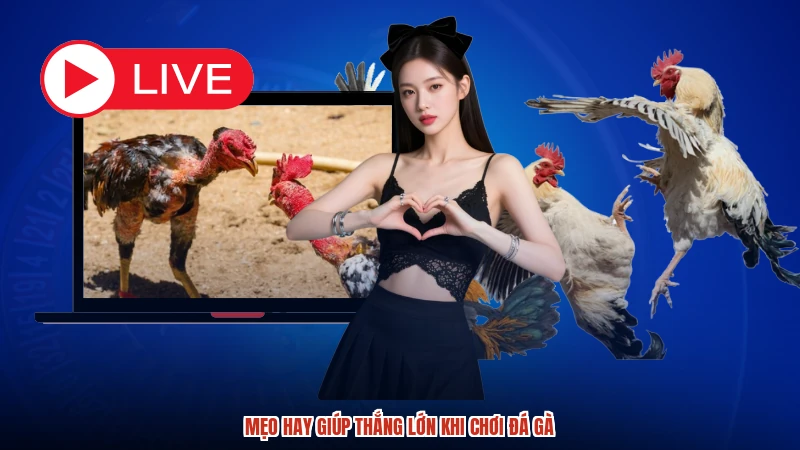 Mẹo hay giúp thắng lớn khi chơi đá gà Mẹo hay giúp thắng lớn khi chơi đá gà